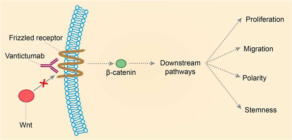 Mechanism of action of Vantictumab